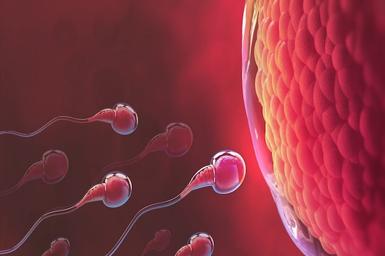 Sperm Count : गर्भधारणेसाठी पुरुषांच्या वीर्यामध्ये शुक्राणूंची संख्या किती असावी? वाचा सविस्तर माहिती