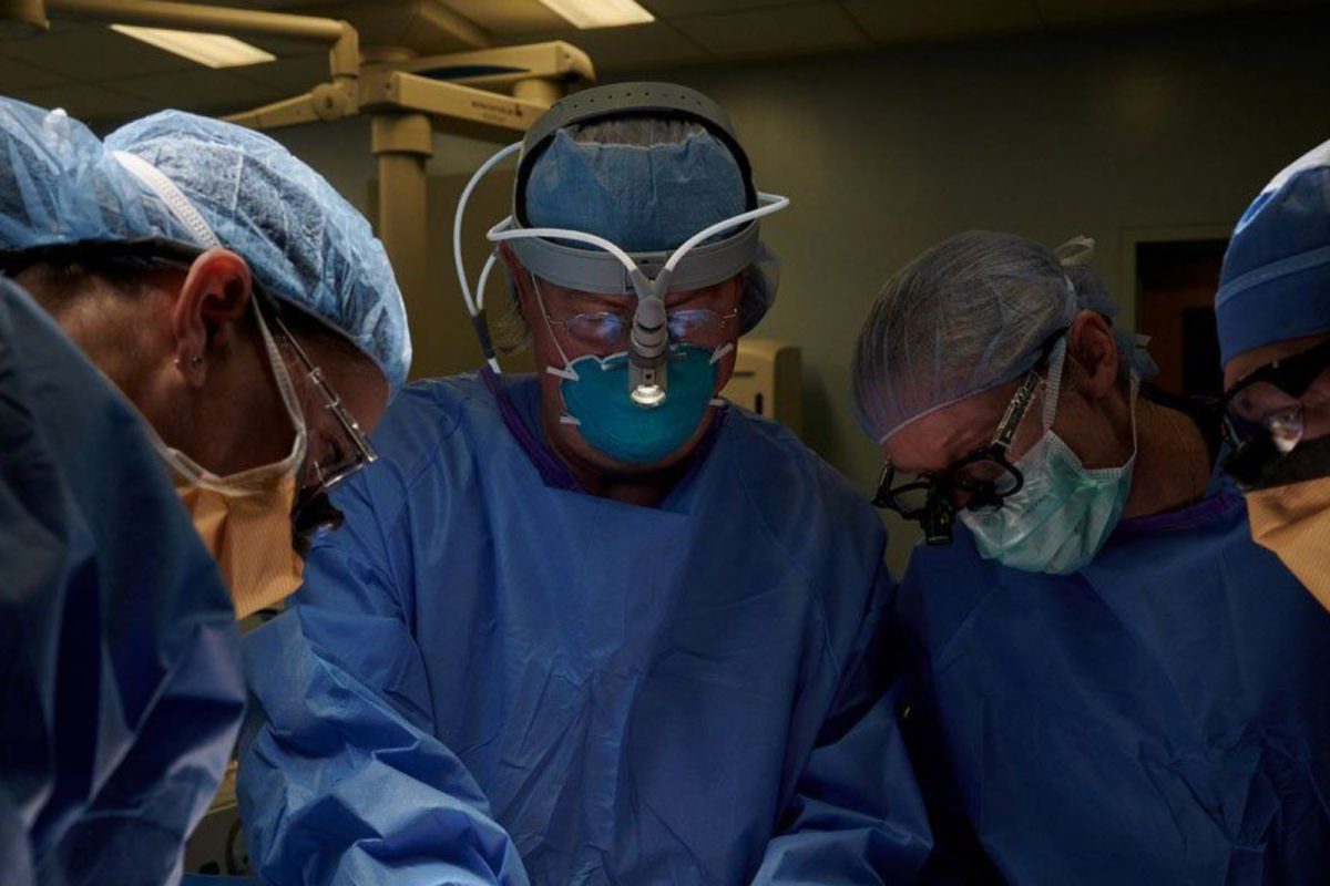 चमत्कारच! डुकराच्या किडनीचे माणसाच्या शरीरात यशस्वी प्रत्यारोपण, संशोधकाचं सर्वात मोठं यश