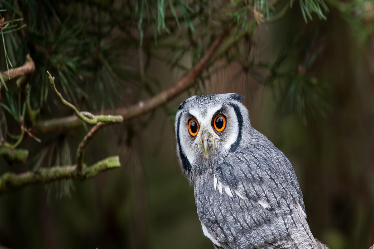 Diwali 2021 : दिवाळीच्या रात्री हे प्राणी-पक्षी दिसणं म्हणजे घरात लक्ष्मीच्या आगमनाचे आहेत संकेत