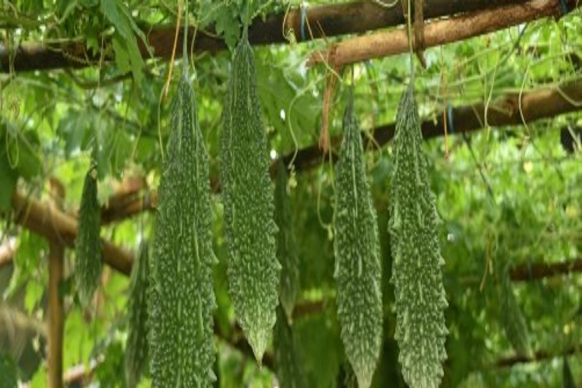 चवीला कडू असलेल्या या 5 गोष्टी आरोग्यासाठी आहेत खूप फायदेशीर; असा करा आहारात समावेश