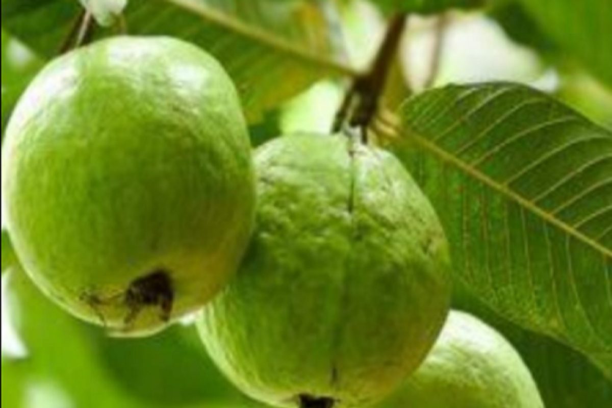 थंडीमध्ये पेरूचं सेवन ठरेल अत्यंत लाभदायी! जाणून घ्या आश्चर्यकारक फायदे