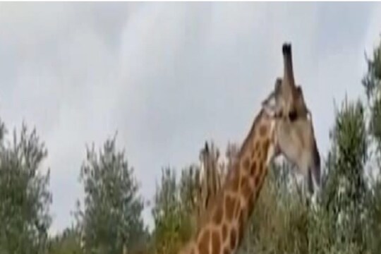 जिराफच ठरला TIGER! सहा वाघांनी चढवला हल्ला, तरीही तुकवली नाही मान