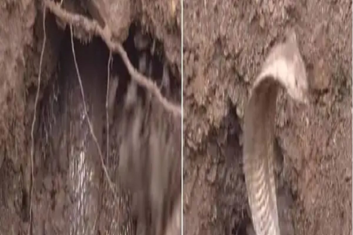 ज्येष्ठ नागरिकाला दंश करून शेजारीच लपला कोब्रा, नाग पकडण्यासाठी आली JCB; पाहा VIDEO