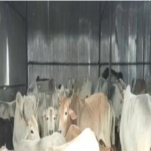 New Experiment: गायी बनतायत सरोगेट मदर, 15 गायींवर प्रयोग यशस्वी New Experiment: गायी बनतायत सरोगेट मदर, 15 गायींवर प्रयोग यशस्वी