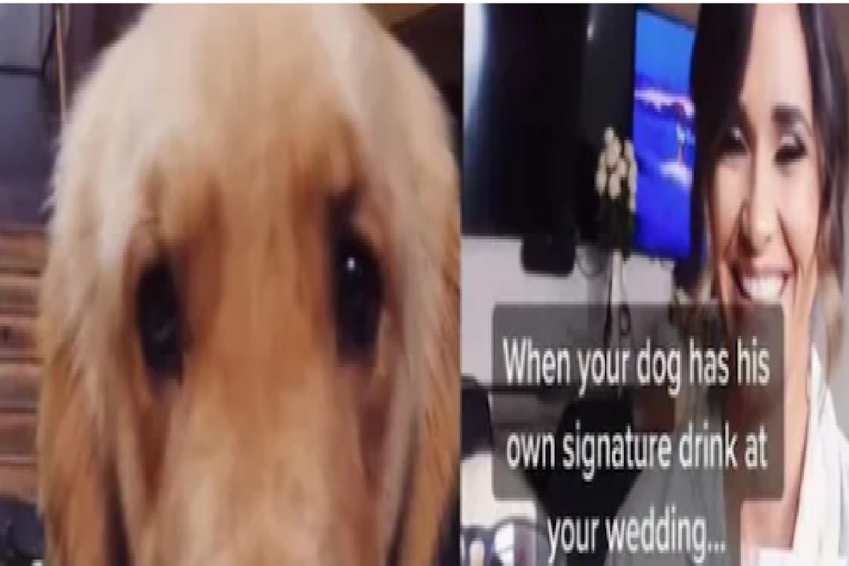 पार्टीबहाद्दर डॉगी! प्रत्येक पार्टीत झोडतो स्वतःचं फेव्हरेट Drink