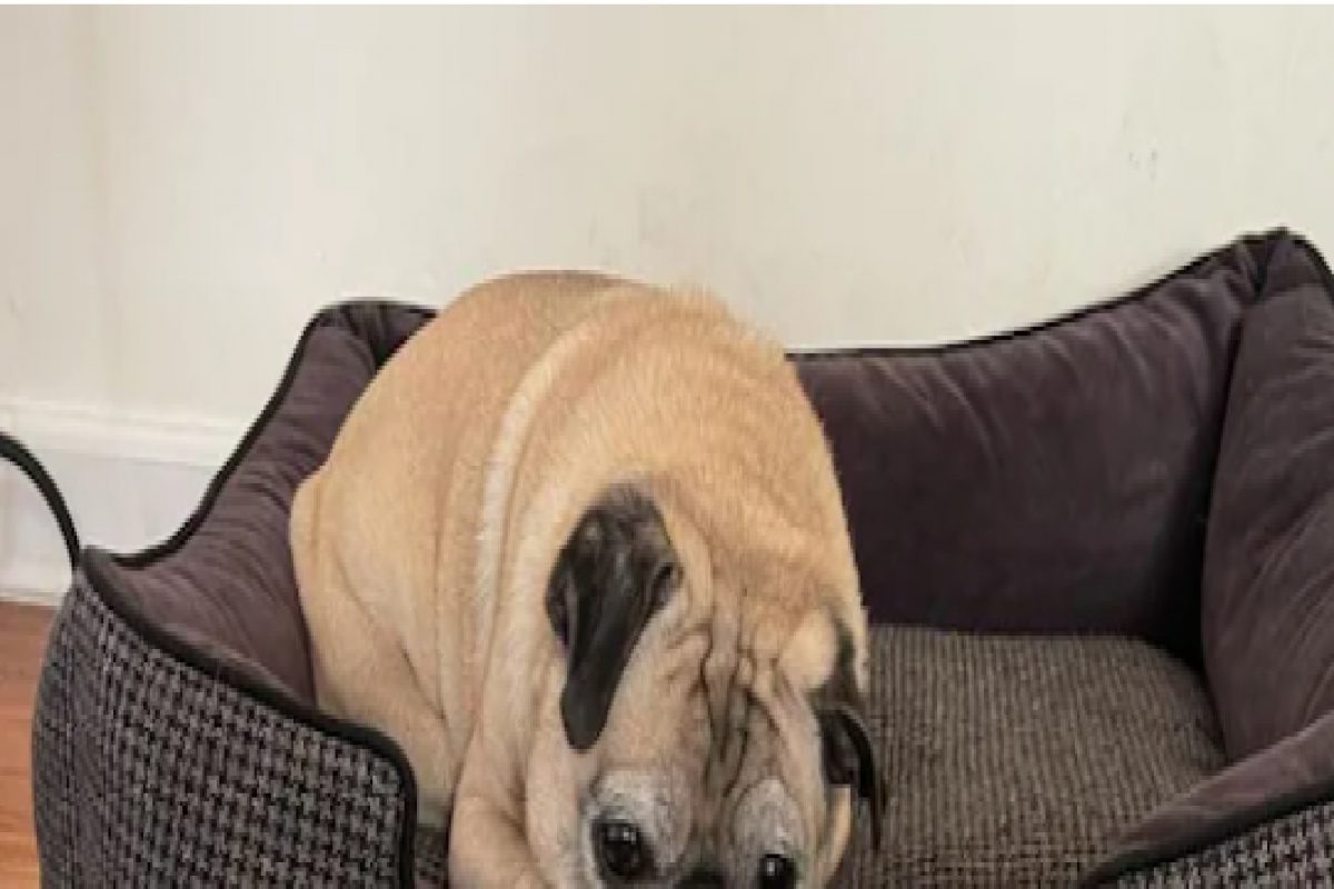 कुत्रा सांगतो भविष्य, सोशल मीडियावर झालाय स्टार; पाहा VIDEO