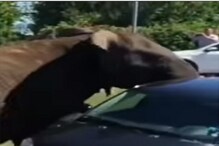 चवताळलेल्या हत्तीने सोंडेने हवेत उडवली कार; पाहा गजराजाच्या रूद्र अवताराचा VIDEO
