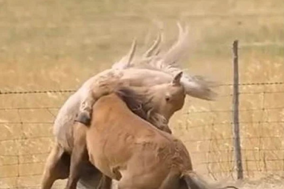 जिंकण्यासाठी चढाओढ! RACE सोडून HORSES ची रंगली WWF; पाहा जबरदस्त फायटिंगचा VIDEO