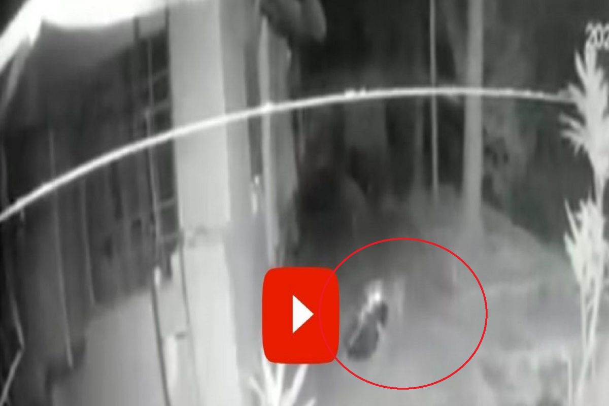 सिंधुदुर्गात बिबट्याची दहशत; घराबाहेरील कुत्र्याचा पाडला फडशा, थरकाप उडवणारा LIVE VIDEO