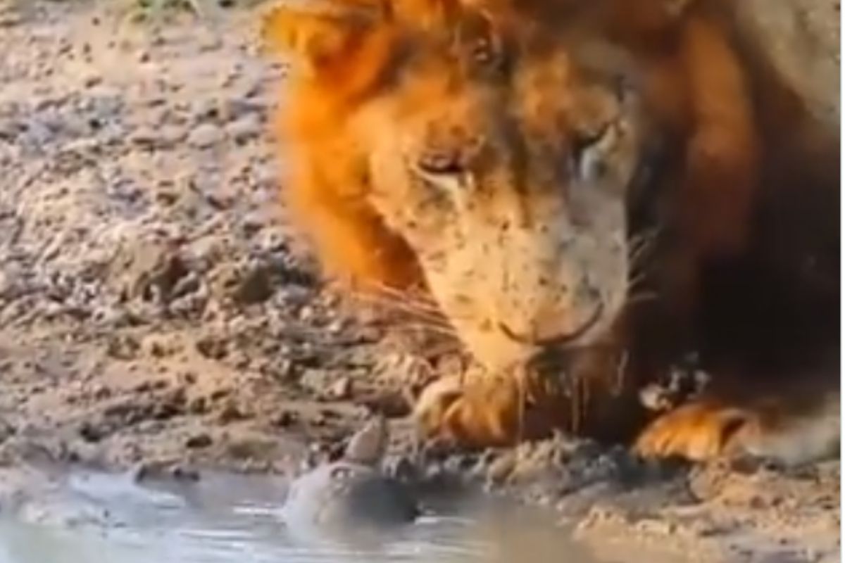 बाबो! कासव लय भारी! जंगलात पाणी पिणाऱ्या सिंहालाही लावलं पळवून; पाहा भन्नाट VIDEO