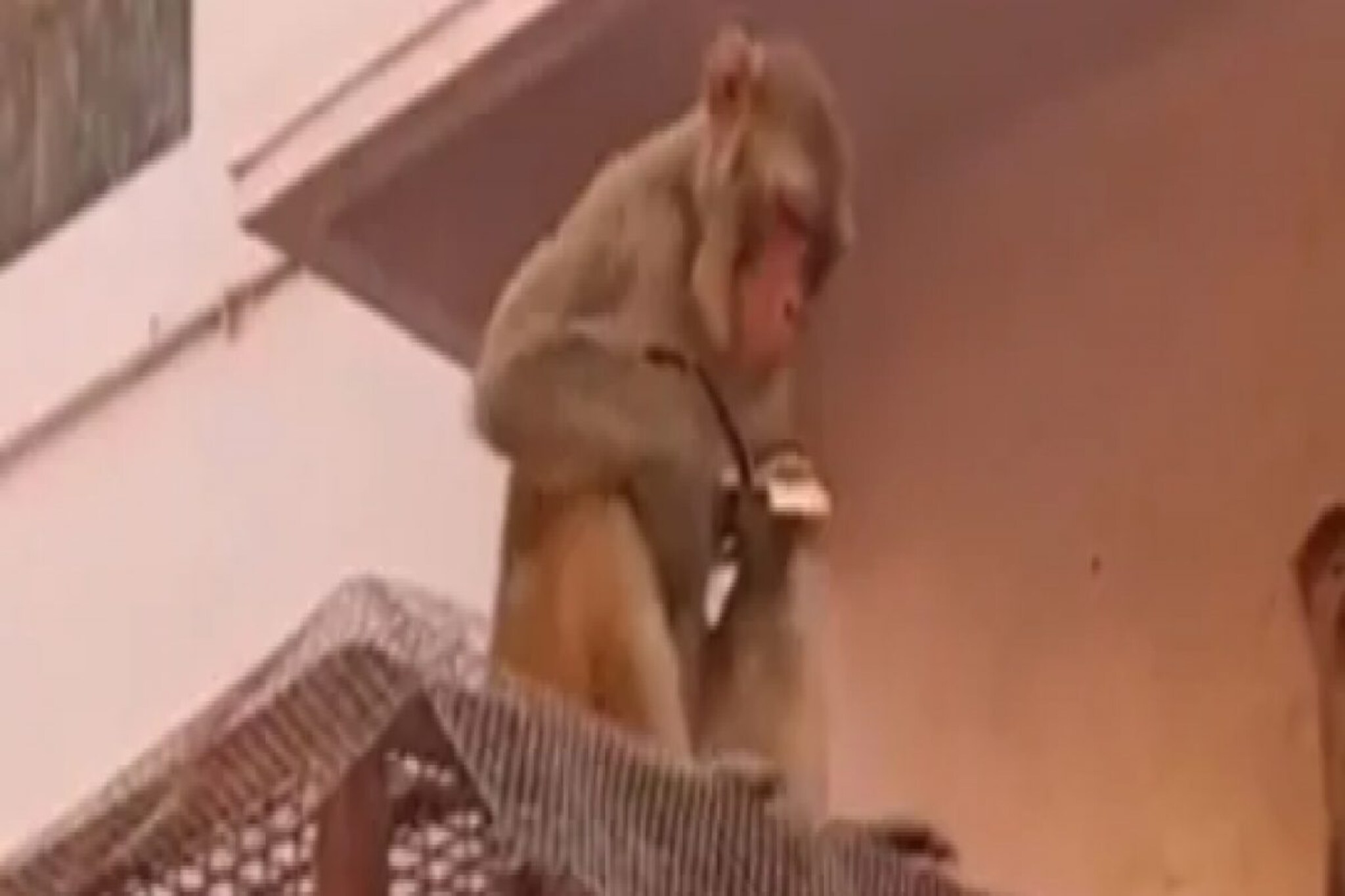 Video viral : दुकानावर बसून माकड चक्क विकतंय भाजी, नेमकी कुठली आहे घटना