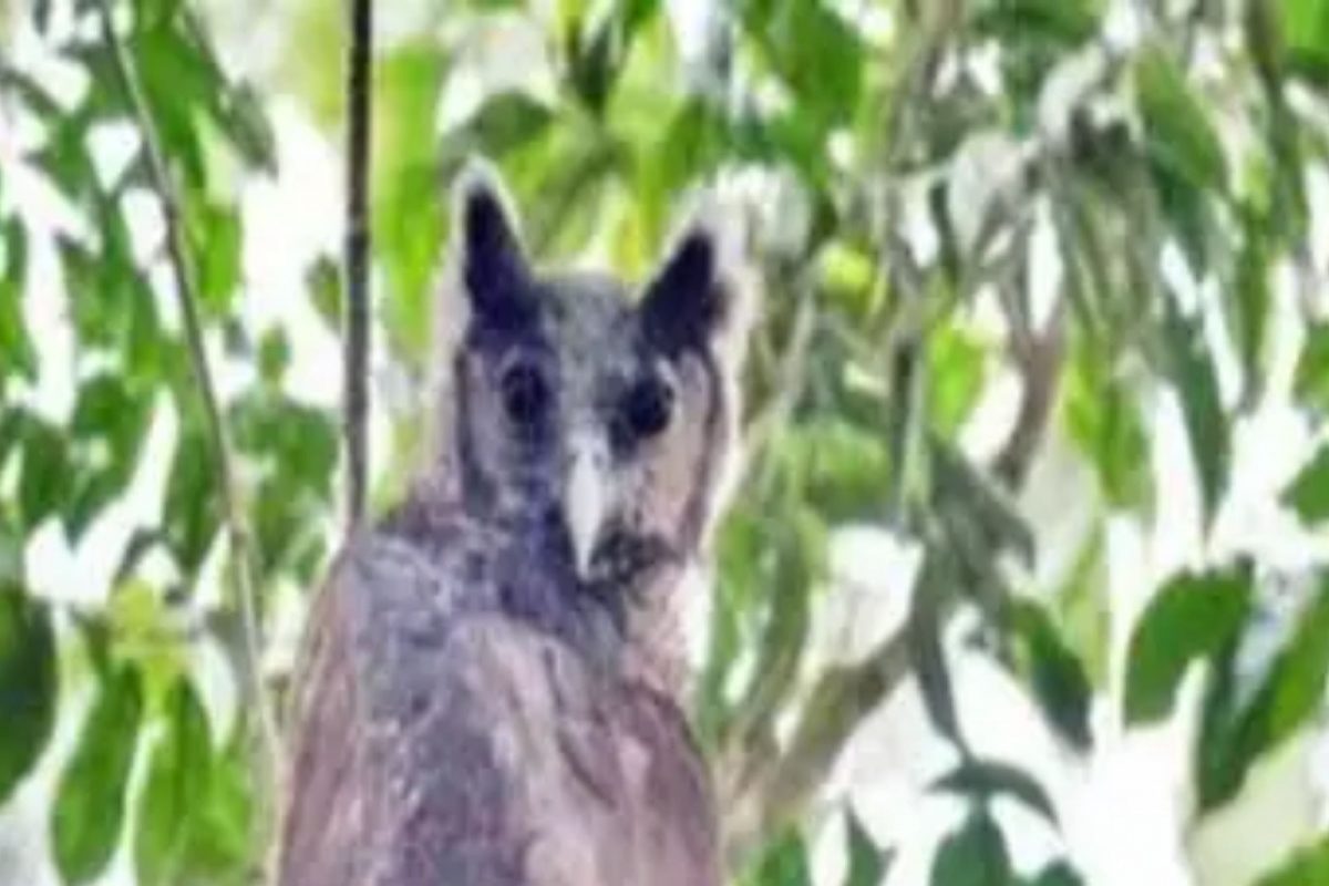 बापरे! ऐन दिवाळीच्या तोंडावर 150 वर्षांनंतर दुर्मीळ घुबडाचं दर्शन; शास्त्रज्ञही शॉक