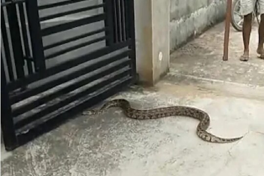 घरात घुसलं 12 फुटी अजगर, तरुणाने दाखवली हिंमत आणि.... पाहा VIDEO
