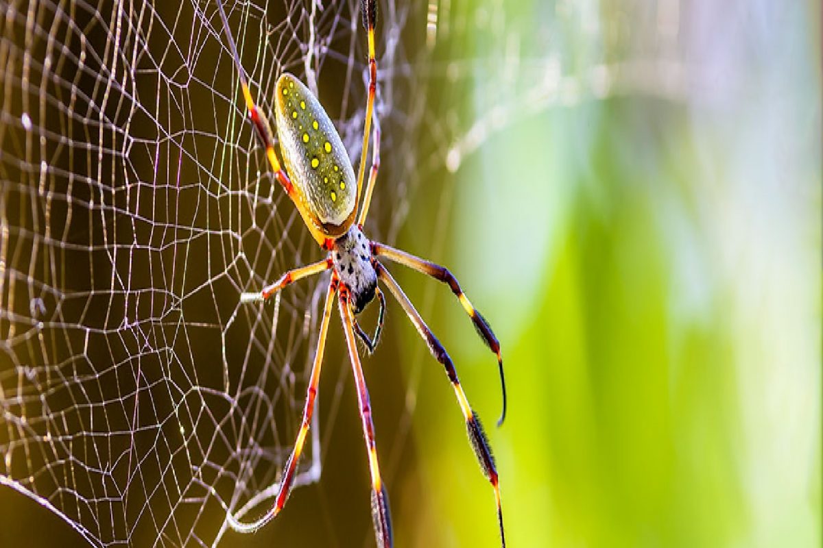 रात्रभर वाटतं होतं अस्वस्थ, हॉस्पिटलमध्ये गेल्यावर डॉक्टरांनी सांगितलं... कानात शिरलाय कोळी
