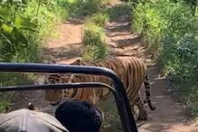 थरारक! जिप्सीभोवती वाघाच्या प्रदक्षिणा, पर्यटकांच्या अंगावर आला काटा; पाहा VIDEO थरारक! जिप्सीभोवती वाघाच्या प्रदक्षिणा, पर्यटकांच्या अंगावर आला काटा; पाहा VIDEO