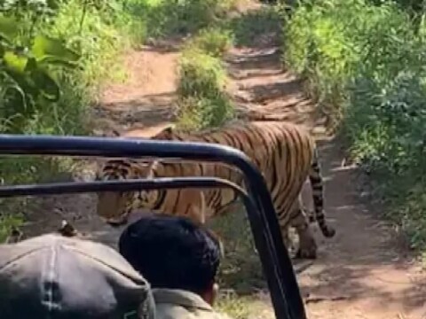 अभयारण्यात अचानक वाघ समोर (Tiger makes rounds of tourist’s Gipsy in forest reserve) येऊन जिप्सीभोवती प्रदक्षिणा घालू लागल्यानंतर पर्यटकांच्या पोटात अक्षरशः भितीने गोळा उभा राहिला. 