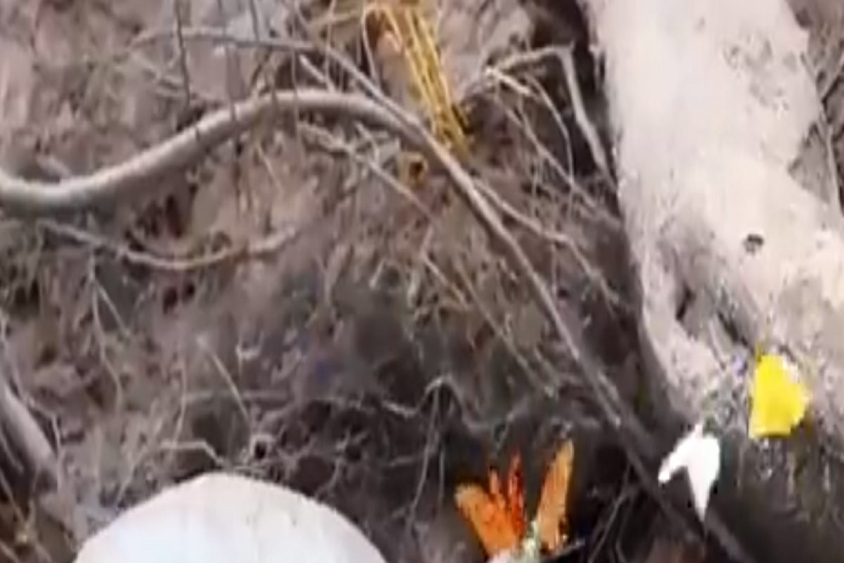 अद्भुत! इवल्याशा फुलपाखरांनी पुसले कासवांचे अश्रू, अद्भुत दृश्य कॅमेऱ्यात कैद; पाहा VIDEO