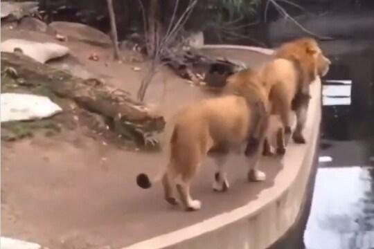 VIDEO: खड्ड्याजवळ फिरताना गेला तोल; धाडकन पाण्यात कोसळला सिंह, पाहा पुढे काय घडलं