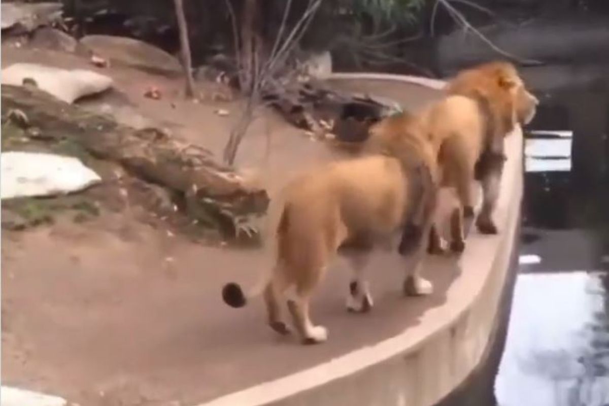 VIDEO: खड्ड्याजवळ फिरताना गेला तोल; धाडकन पाण्यात कोसळला सिंह, पाहा पुढे काय घडलं