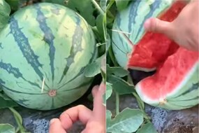 OMG! चक्क एका बोटाने केले कलिंगडाचे तुकडे; हा VIDEO पाहून व्हाल थक्क