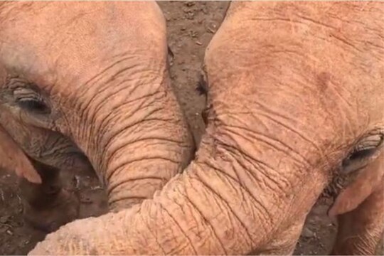 हत्तीला कधी KISS करताना पाहिलंय का? मग हा Viral Video एकदा बघाच