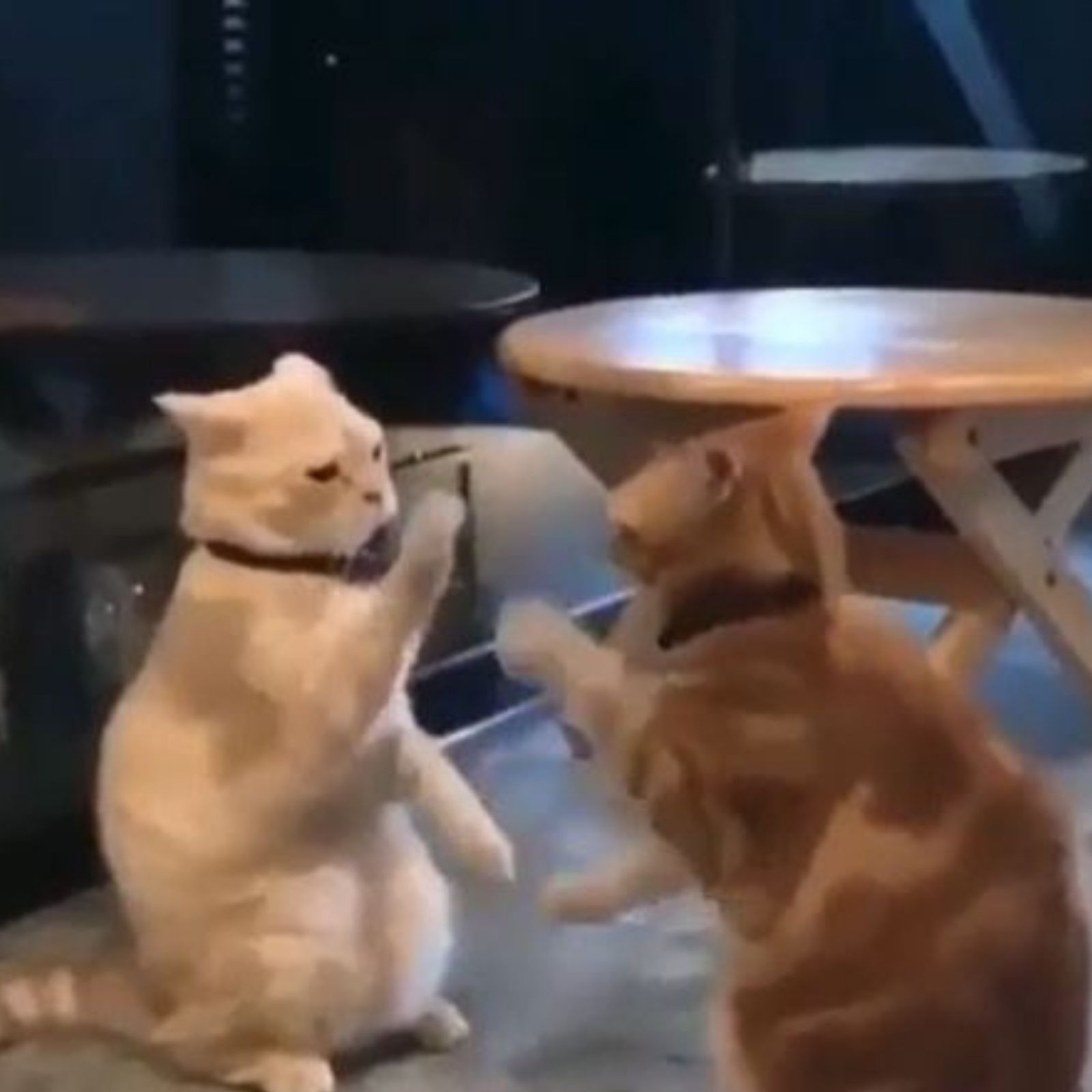 सोशल मीडियावर व्हायरल झाली मांजराची जबरदस्त भांडणं; VIDEO पाहून नाही आवरणार हसू