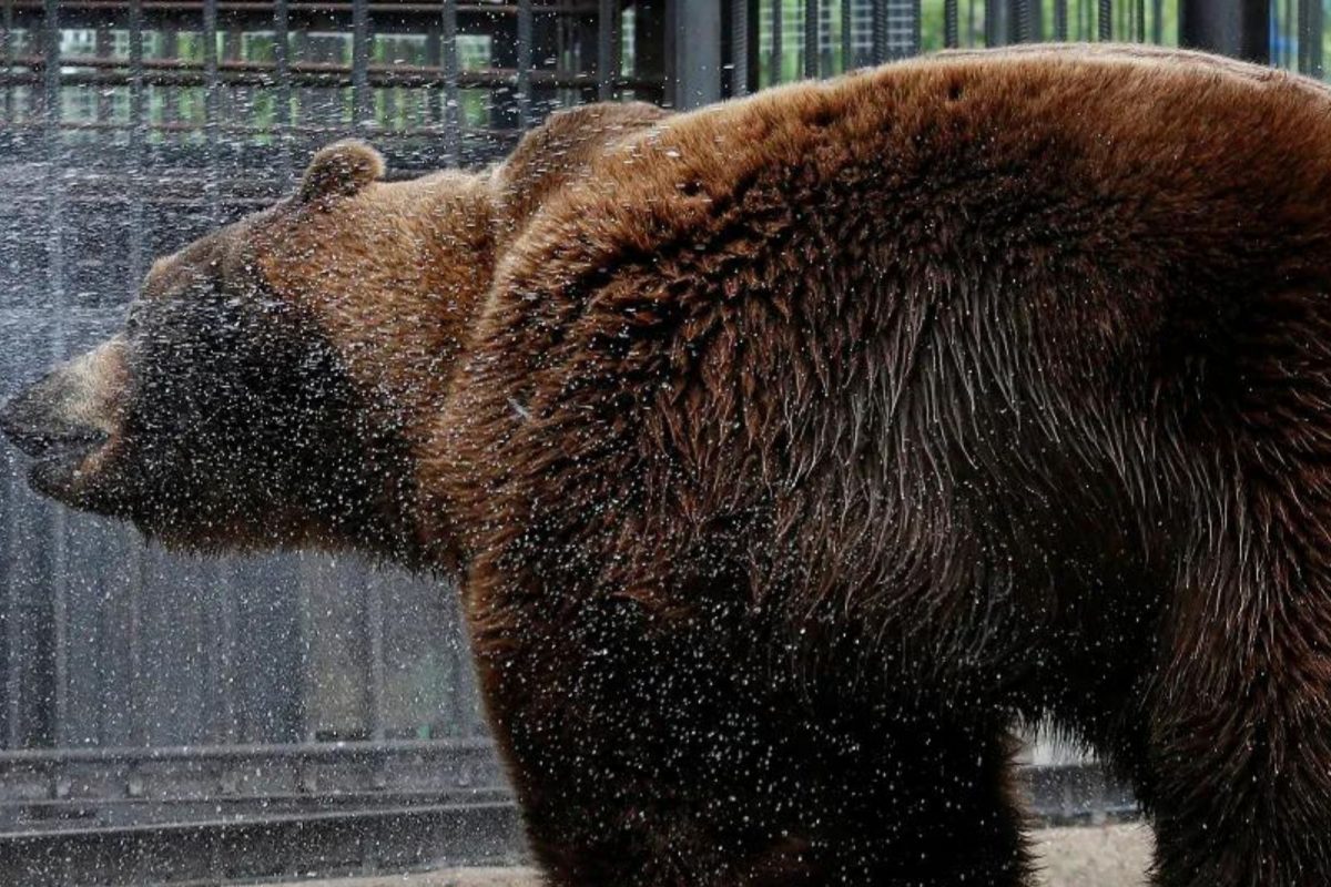 हुश्शार अस्वल! कॅमेरा ऑन करू काढला स्वतःचा VIDEO; रेकॉर्डिंग पाहून व्हाल थक्क