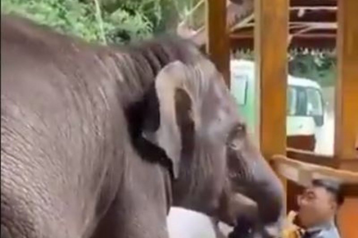 हत्तीची दादागिरी! कर्मचाऱ्यांच्या हातातून केळी हिसकावून घेतली अन्...; कधीही पाहिला नसेल असा VIDEO