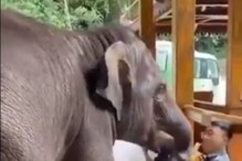 हत्तीची दादागिरी! कर्मचाऱ्यांच्या हातातून केळी हिसकावून घेतली अन्...; VIDEO हत्तीची दादागिरी! कर्मचाऱ्यांच्या हातातून केळी हिसकावून घेतली अन्...; VIDEO