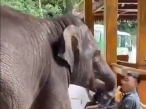 एक हत्ती मस्तीखोर मुलांप्रमाणे प्राणीसंग्रहालयातील कर्मचाऱ्यांच्या हातातील केळी हिसकावून घेताना दिसतो (Elephant Snatches Banana) . हा हत्ती कर्मचाऱ्यांच्या हातातील केळी हिसकावून खातो आणि नंतर पुढे निघून जातो