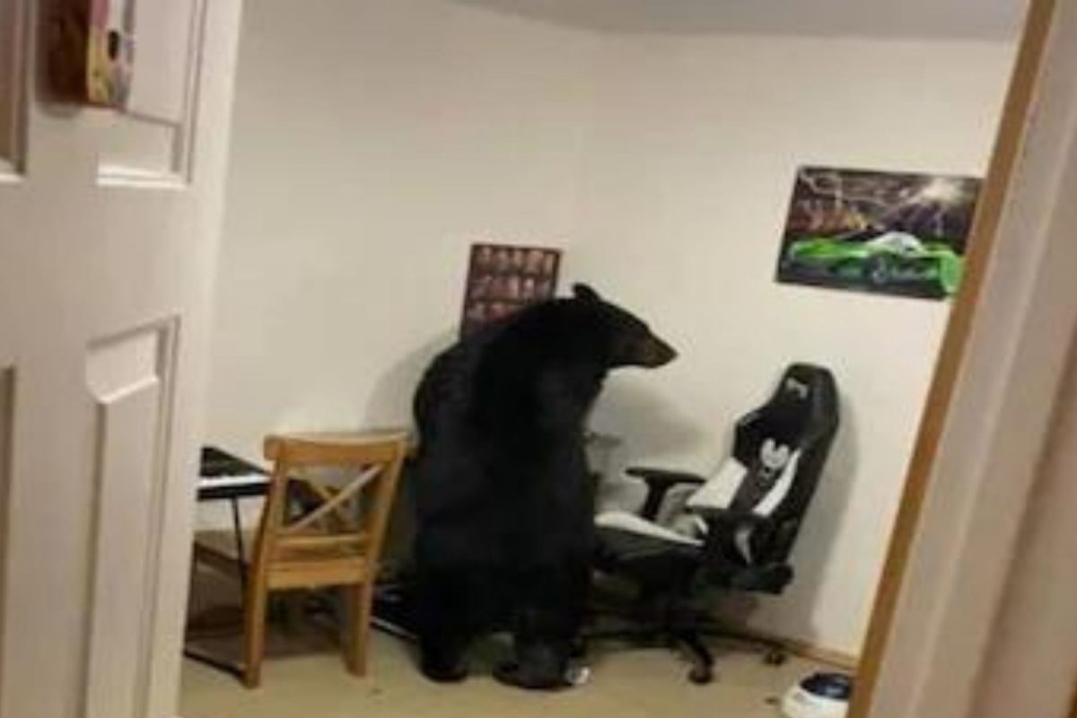 शेजारच्या खोलीतून येत होते विचित्र आवाज; दरवाजा उघडताच ते दृश्य पाहून कुटुंबाला बसला धक्का