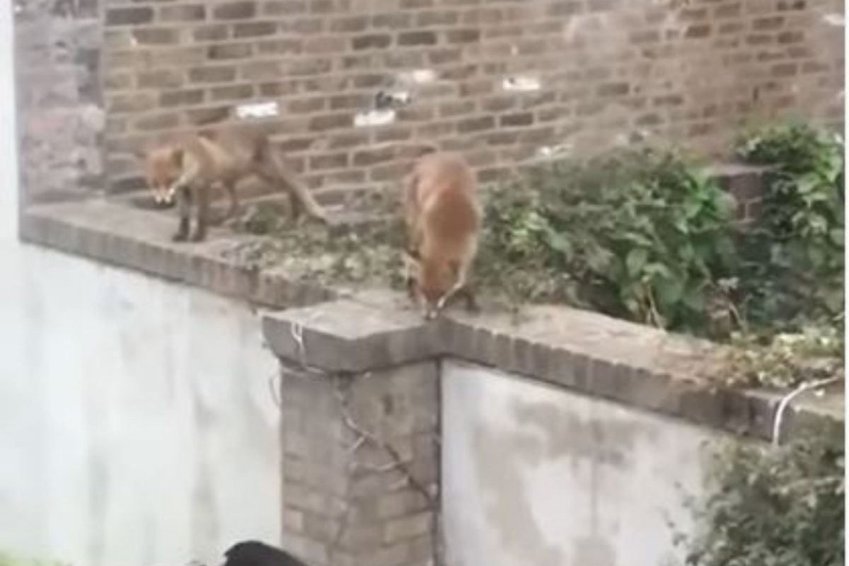 VIDEO : या मांजराचं धाडस पाहून व्हाल थक्क; शिकारीसाठी आलेल्या कोल्ह्यांना घडवली अद्दल