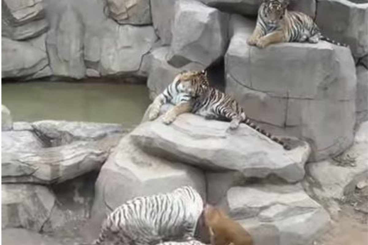 5 वाघांच्या तावडीत सापडला कुत्रा; आधी जवळ आले अन् मग...., थरकाप उडवणारा VIDEO