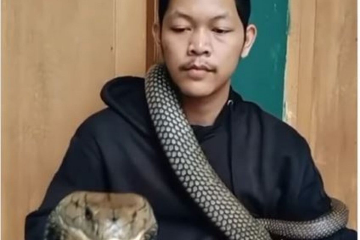 युवकाच्या गळ्याभोवती कोब्र्यानं घातला विळखा अन्...; थराकाप उडवणारा VIDEO