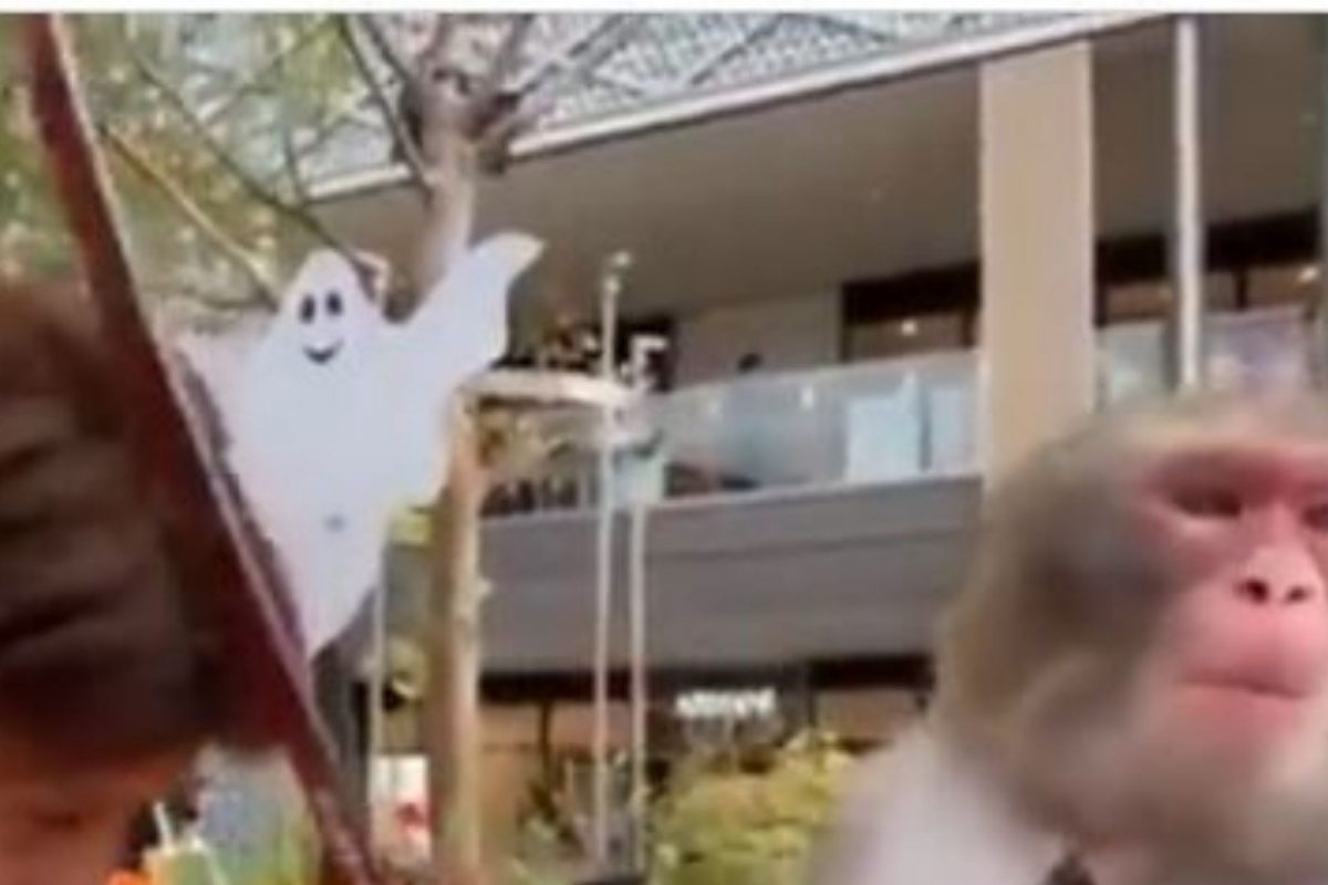 माकडाने ट्रेनरवरच काढला राग; तलवारीनं केला हल्ला अन्.., पाहा Viral Video