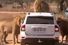 कोणी बोनेटवर तर कोणी समोर; सिंहांनी चारचाकीला घेरलं अन्..; धडकी भरवणारा VIDEO