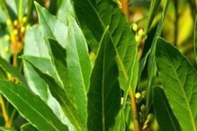 'या' वनस्पतीची लागवड करून आयुष्यभर करा लाखोंची कमाई; सरकारी अनुदानही उपलब्ध 'या' वनस्पतीची लागवड करून आयुष्यभर करा लाखोंची कमाई; सरकारी अनुदानही उपलब्ध