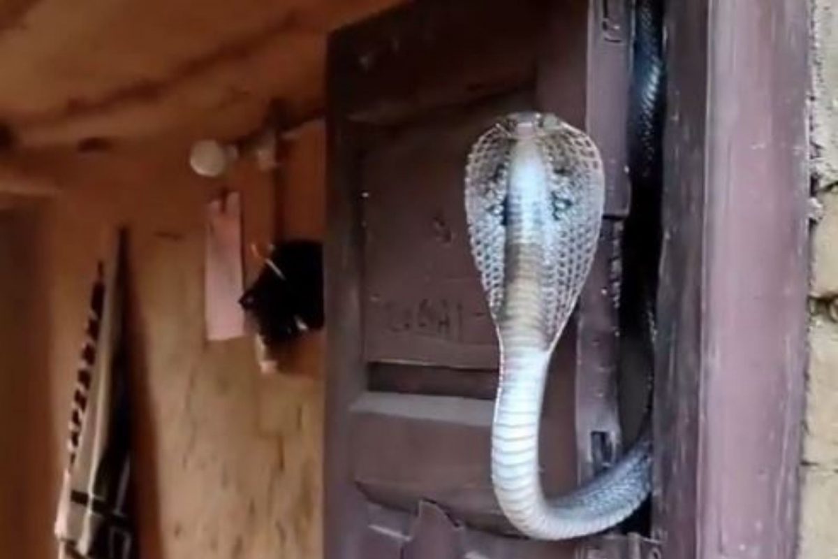 घराच्या दरवाजातून बाहेर आला भलामोठा कोब्रा अन्...; पाहा थरकाप उडवणारा VIDEO