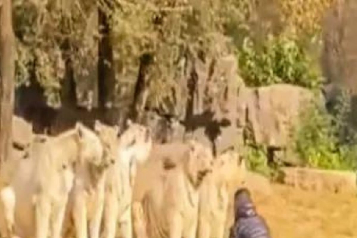 प्राणीसंग्रहालयात गेलेल्या व्यक्तीनं 11 वाघांसमोर घेतली उडी अन्...; हृदयाचा ठोका चुकवणारा Shocking Video