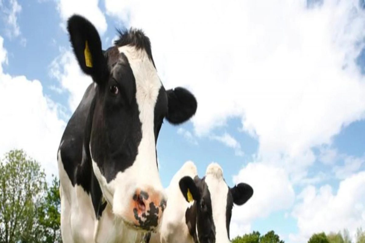 डुकराचं शरीर अन् गाईची 2 तोंडं; शेतकऱ्याच्या घरी अजब बछड्याने घेतला जन्म, Photo Viral