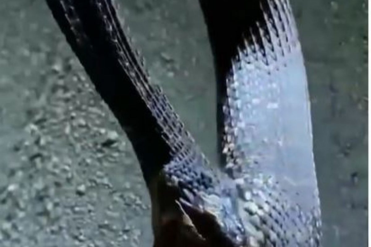 वारंवार डिवचत होता व्यक्ती; सापानं अचानक केला हल्ला अन्...; काळजाचा ठोका चुकवणारा VIDEO