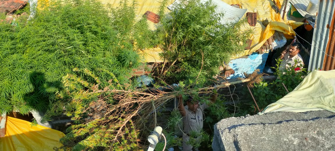 दत्तापुर धामणगाव येथील आठवडी बाजार परिसरात राहणाऱ्या शेख इस्माईल शेख बाबा या आरोपीने घराशेजारच्या रिकाम्या जागेत जेथे परसबाग लावली जाते तिथे चक्क गांजाची झाडे लावल्याची गुप्त माहिती पोलिसांना मिळाली होती. 