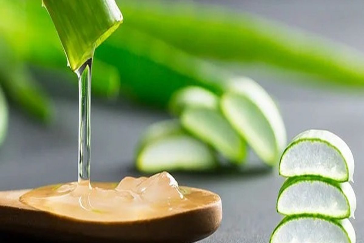 कोरफड जेल
एलोवेरा जेल घ्या आणि घामोळे आलेल्या भागावर लावा. रात्री झोपताना लावल्यास सकाळी घामोळे कमी होतील.
(सूचना : येथे दिलेली माहिती सामान्य वैद्यकीय माहितीवर आधारित आहे. न्यूज 18 लोकमत त्याची हमी देत नाही.)