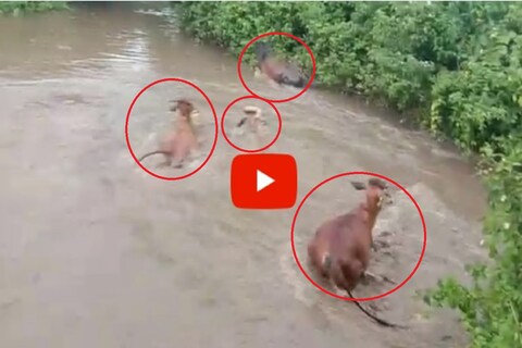मुसळधार पावसात 60 जनावरे गेली वाहून, हृदय पिळवटून टाकणारा VIDEO