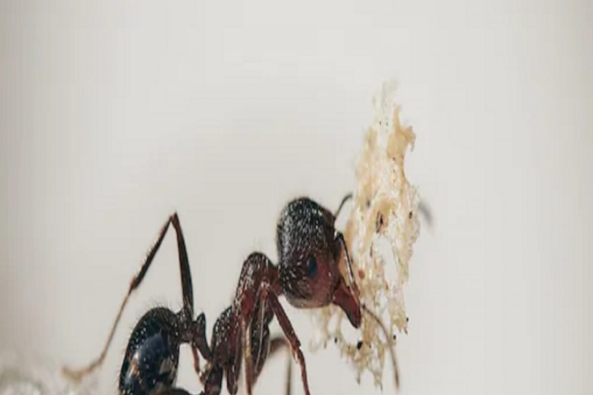 Vastu tips : घरात मुंग्याची रांग लागली आहे.... यातून वास्तू देत असते विशिष्ट संकेत