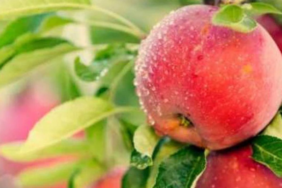 Apple Shape: सफरचंदाचा आकार का असतो असा? जाणून घ्या मजेशीर Facts