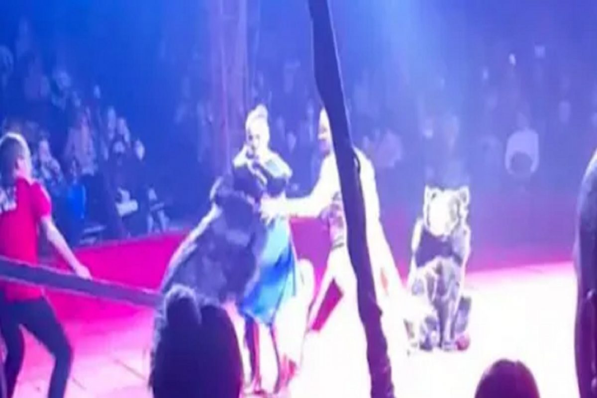 बापरे! अस्वलाने प्रेग्नंट महिलेला जमिनीवर आपटलं; सर्कसमधील भयंकर हल्ल्याचा VIDEO