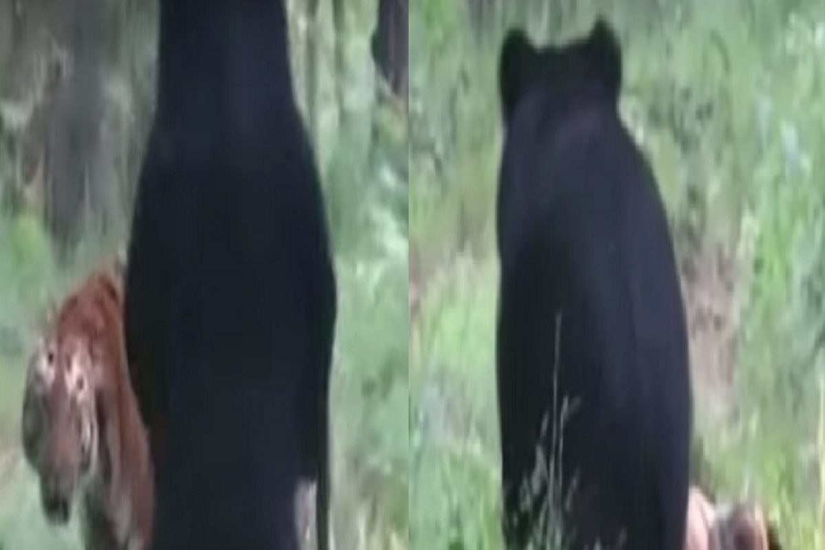 अस्वलाची छाती पाहूनच घाबरला वाघ, लढण्याआधीच पत्करली शरणागती; VIDEO VIRAL