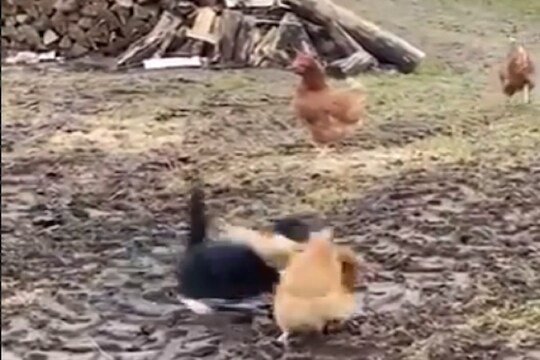 मांजर-कोंबडीत जबरदस्त फायटिंग; कुणी मारली बाजी पाहा VIDEO
