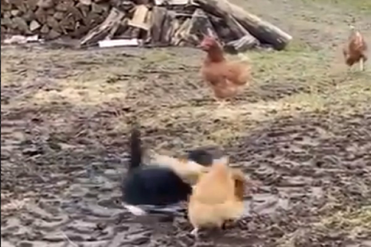 मांजर-कोंबडीत जबरदस्त फायटिंग; कुणी मारली बाजी पाहा VIDEO